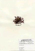 硬盾果藻藏品圖，第3張